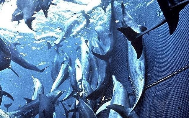 BetrayedCatholics readers caught in ignorance of its author like dolphins in tuna nets.